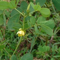 Senna tora (L.) Roxb.